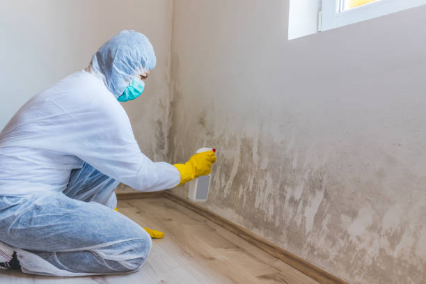 Black mold inspection in Fairfax Station