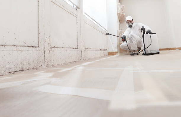 Black mold remediation team in Fairfax Station