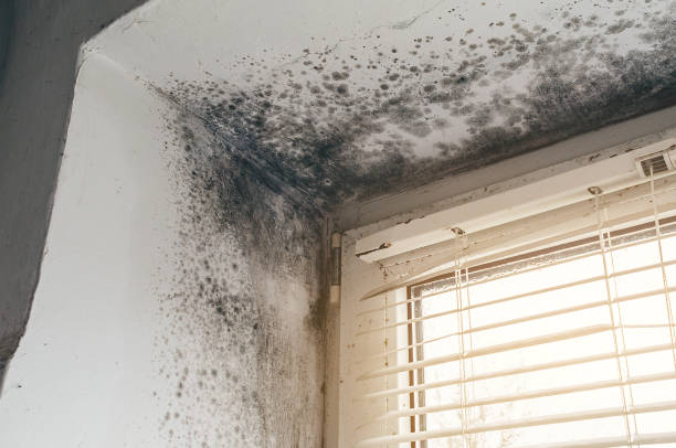 Mold Removal service in Fairfax Station